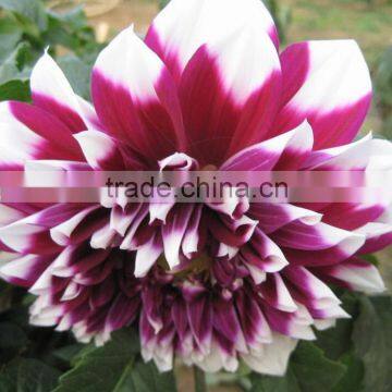 Color hotsell decorative dahlia