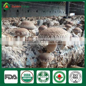 Supplier of Fresh Dried Shiitake Mushroom Growing Shiitake Mushroom Log Spawn for Mushroom Farm