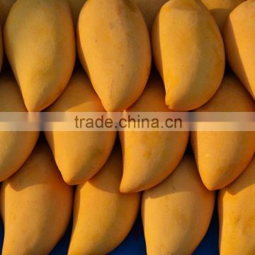 Highly Demanded Fresh Thailand Mango Available at Low Market Price