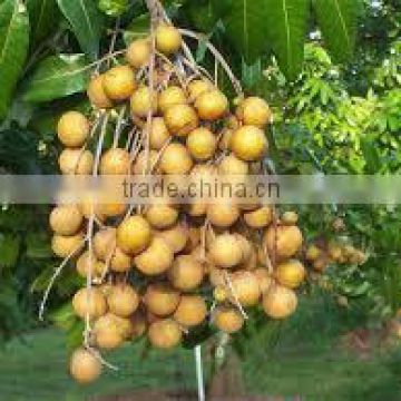 Hot Product Amazing Longan Fruit in VietNam good for heathly