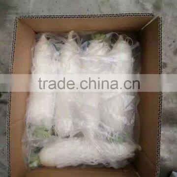 Fresh White Radish photo-3
