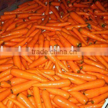 Baby Carrot Fresh From Chinese Carrot Exporter photo-2