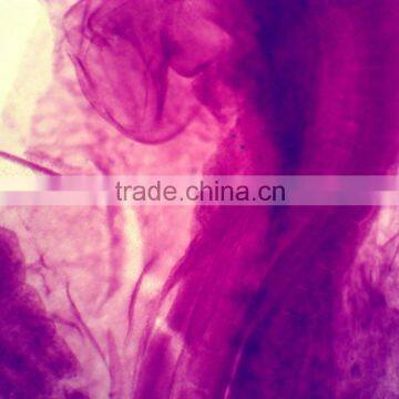 Chick Embryo Prepared Slides photo-2