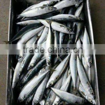 Mackerel For Bait
