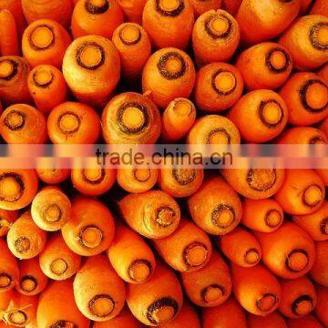 Fresh Carrots