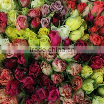 Fresh Cut Roses photo-4