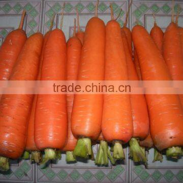 Fresh Carrot photo-3