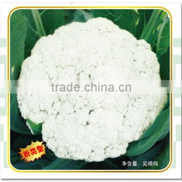 Loose High Yield Hybrid White Cauliflower Seeds For Sale