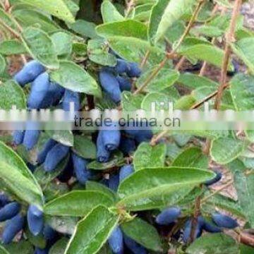 sweetberry honeysuckle extract manufacture ISO, GMP, HACCP, KOSHER, HALAL certificated