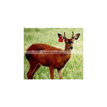 2015 Wholesale LF/HF/UHF Rfid Animal Indentification Tags / Tracking Tags photo-3