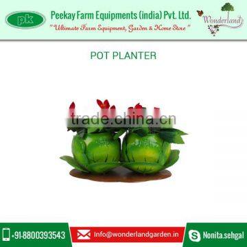 Cabbage Shape Pot Planters Available at Very Low Rate photo-2