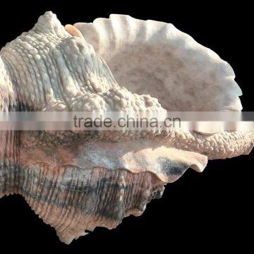 Large Marble Trumpet Shell, Garden Sea Shell Sculpture photo-4