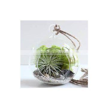 Transparent Bubble Round Shape Vase Flower Plant Water Container for Home Office photo-2