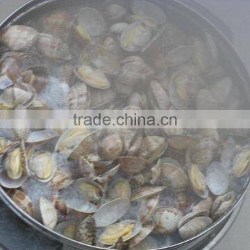 High Frozen Vacuum Packed Short Necked Clam photo-2