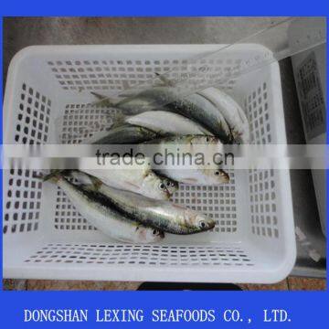 frozen whole round sardine for tuna bait