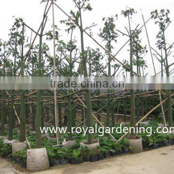 Chorisia.speciosa Outdoor Landscaping Plants photo-3
