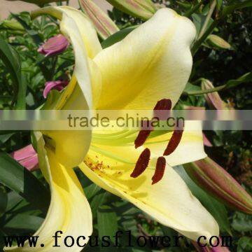 Top quality fresh white lily fresh cut lily flower from kunming