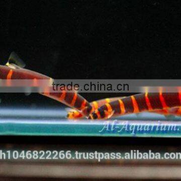 Giant Coolie Loach Fish / Aquarium Fish Farm photo-4