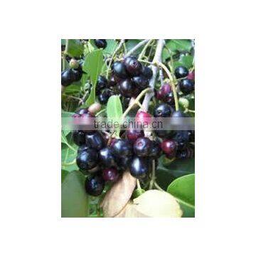 Eugenia Jambulana Extract photo-2