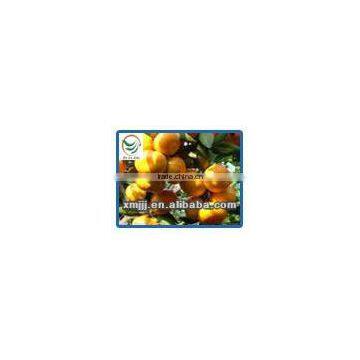 Wholesale Price Fresh Citrus Oranges photo-6