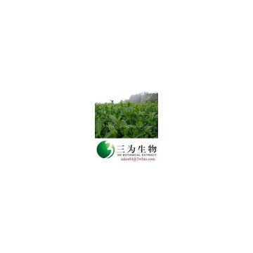 Oolong Tea Extract   CAS 84650-60-2