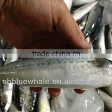 New season good quality Frozen pacific mackerel fish