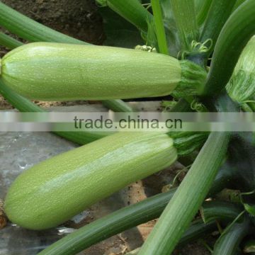 SXS No.1 long high yield hybrid squash seeds