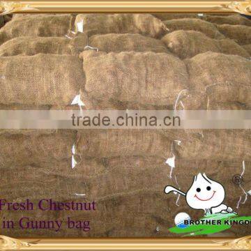 Fresh Chestnut in gunny bag