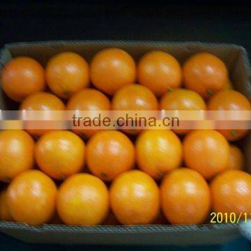 sell navel orange