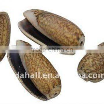 Sea Shell Beads, Dyed, Camel, about 25~30x13~16x10~12mm, hole: 2mm, about 170pcs/500g(BSHE-S041)