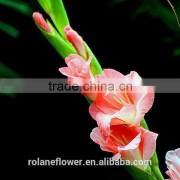 china supplier hot new gift products for 2016 natural pink light gladiolus flowers