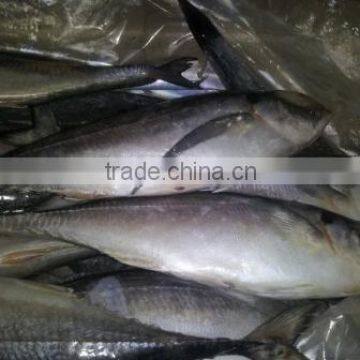 FROZEN HORSE MACKEREL WHOLE ROUND