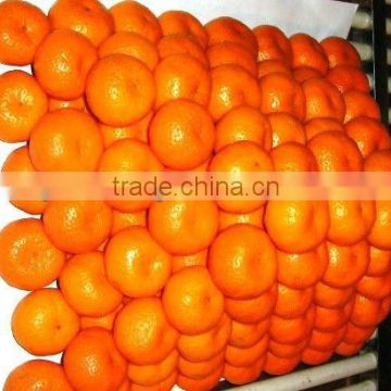 2012 nanfeng baby mandarin from china