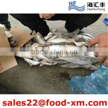 GOOD PRICE FROZEN SARDINE FISH WHOLE ROUND CHINA EXPORTER