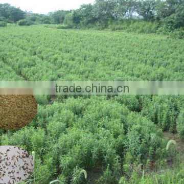 Chinese Best Quality Hybrid F1 Seeds Stevia/Stevia Seeds/Stevia Rebaudiana Seed For Cultivation