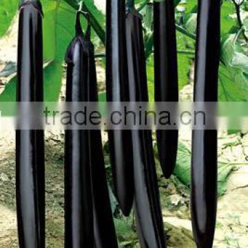 Highly recommended Hybrid black long eggplant seeds chinese vegetable seeds for planting-Su Rui 02