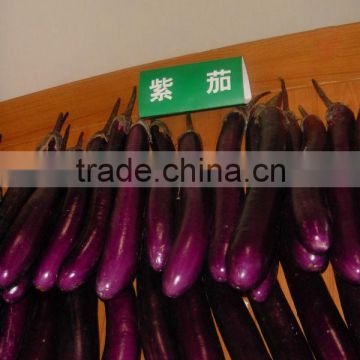 Early Mature Hot Resistance Long And Thin Purple Eggplant Seeds-Saint Harvest