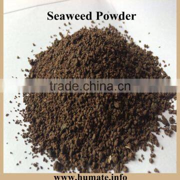 Seaweed Powder Type and Cattle,Aquatic,Horse,Chicken,Dog,Pig,Fish Use Seaweed Kelp Meal photo-2