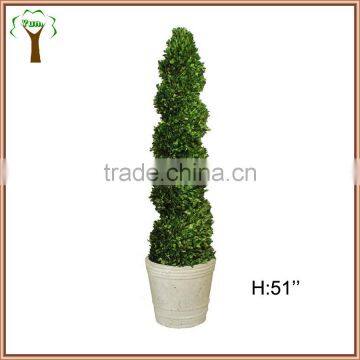 Boxwood Spiral Boxwood Sphere Preserved Topiary photo-2