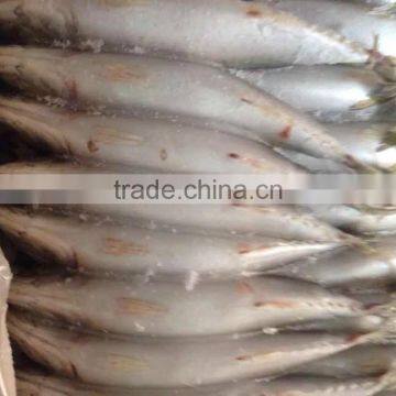 Frozen Pacific Mackerel in Good Quanlity on Sale photo-4