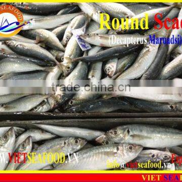 FROZEN MARUADSI WHOLE ROUND (ROUND SCAD) photo-3