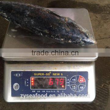 Large Stock Frozen Bonito More Than 500g/0.5kg photo-2