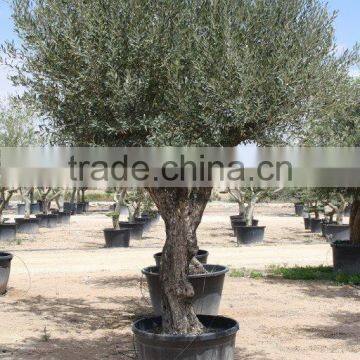 Olive tree - Olea Europaea