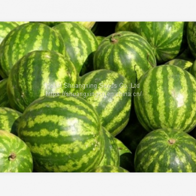 Round Rose Round Shape Red and Crisp Flesh Watermelon Seeds