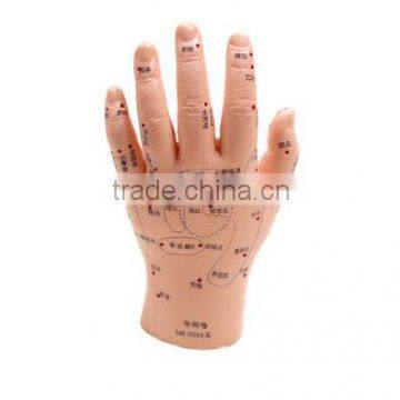 13cm English Medical Acupuncture Model Hand Acupuncture Points Model hand model