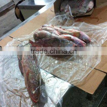Frozen Yellow Croaker photo-5