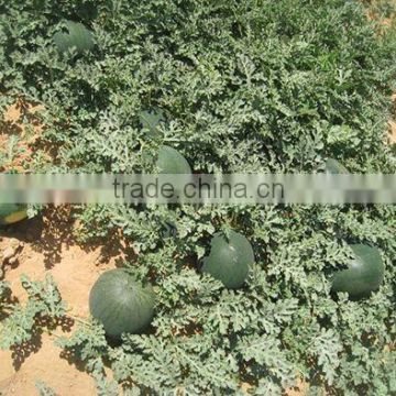 Watermelon seeds for planting - Egyptian sweet taste and shape