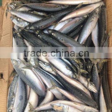 Most Favourable Frozen Pacific Mackerel Chilled Mackerels photo-3