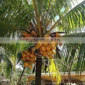 Semi Husked COCONUT photo-4