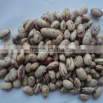 new crop round light speckled kidney bean